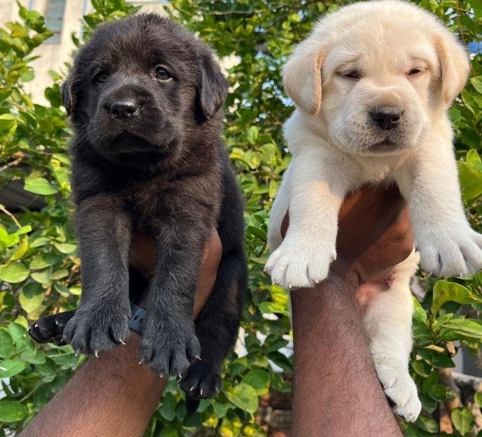 Labrador Retriever Female price in Kolkata