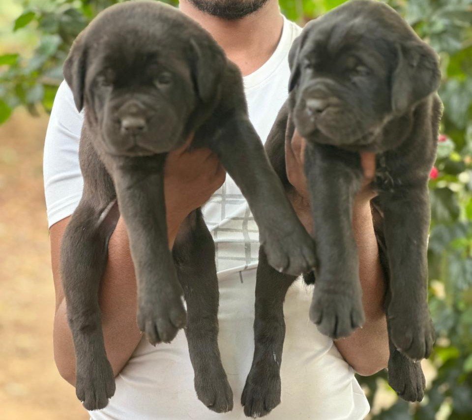 Labrador Retriever Male Price in Kolkata