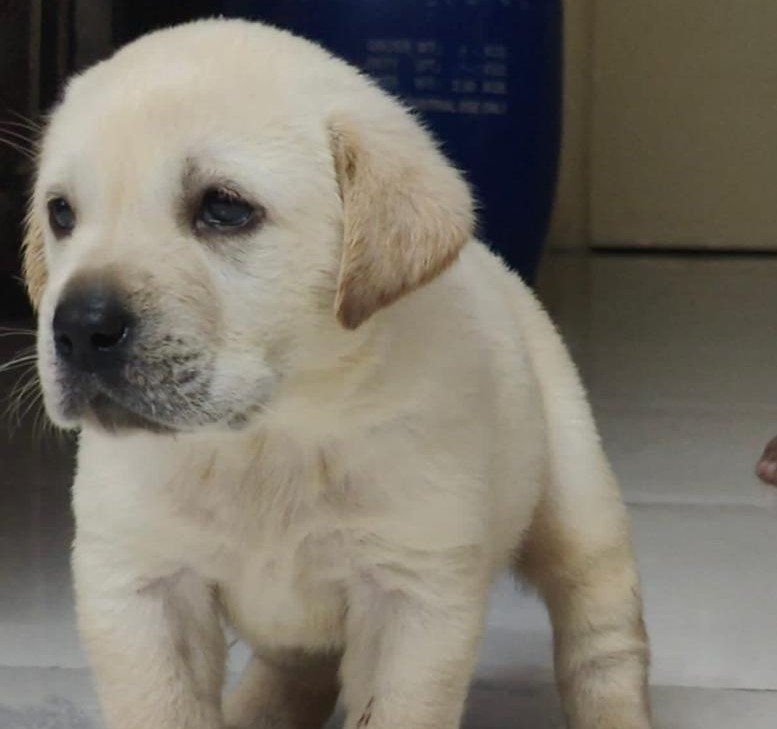 Labrador Retriever Price In Vizag