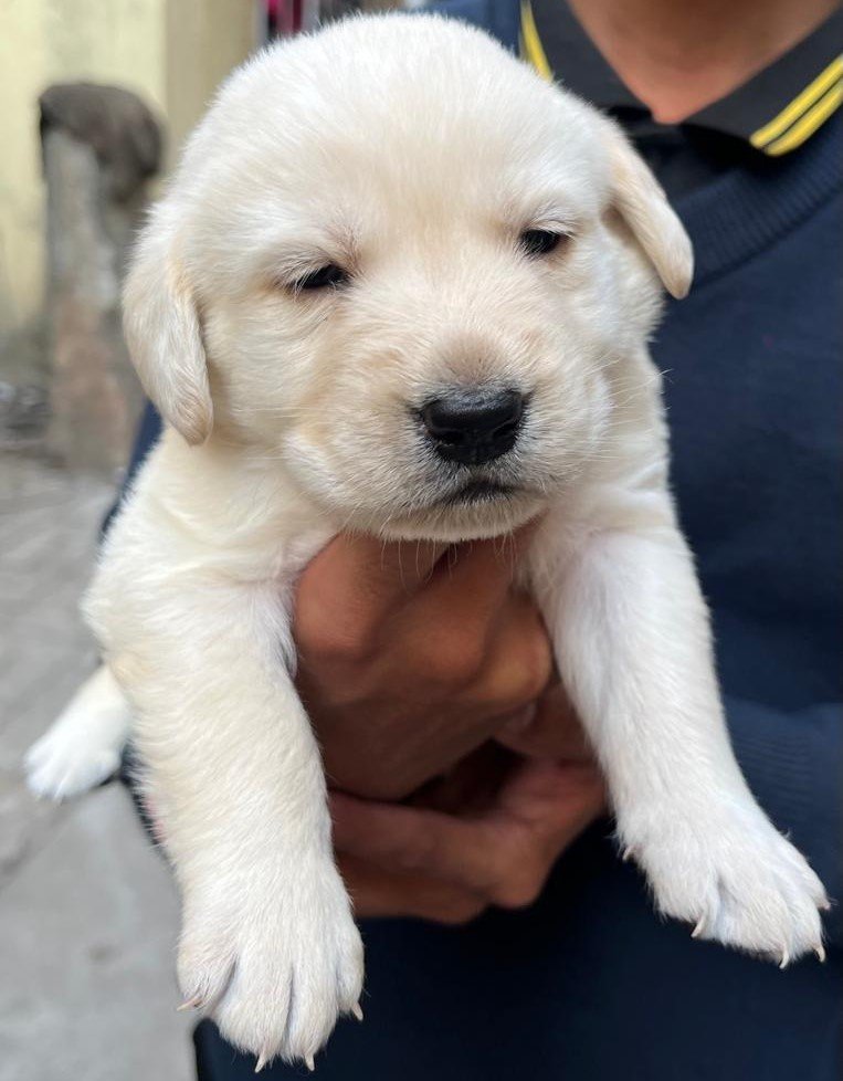 Labrador Retriever dog breeder in Vizag