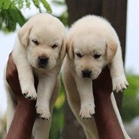 Labrador Retriever Male Price in Vizag