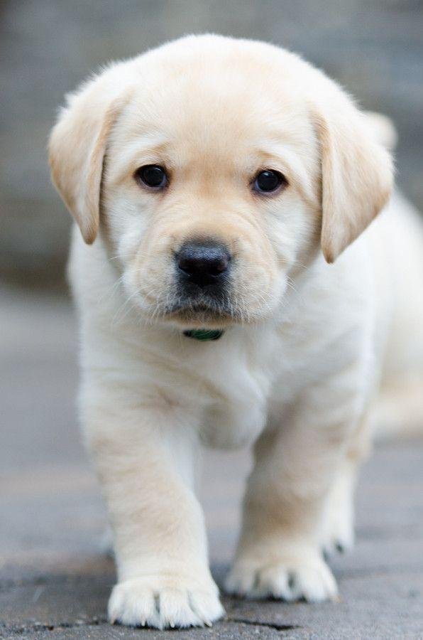 Pure Breed Labrador Retriever price in Vizag