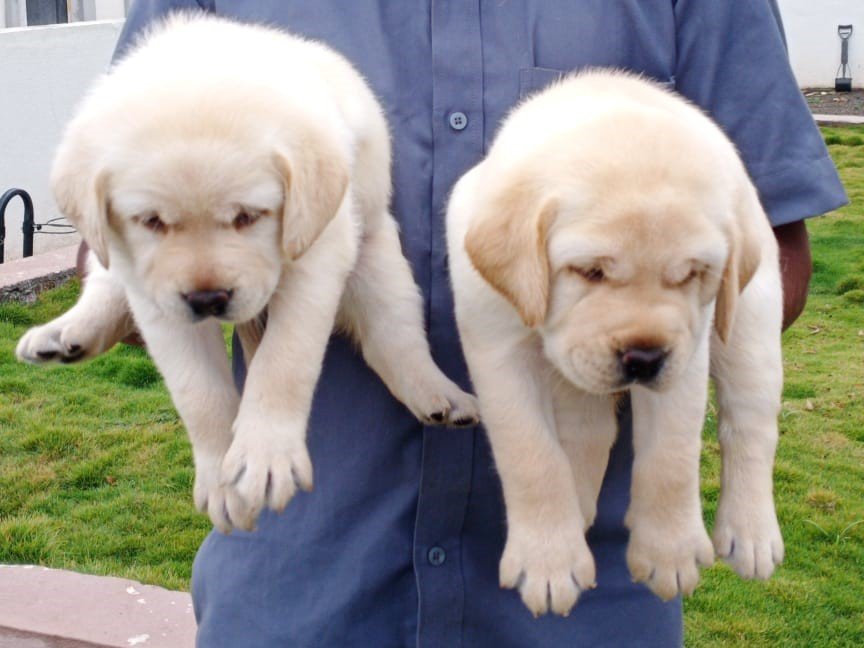 Labrador Retriever online price in Vizag