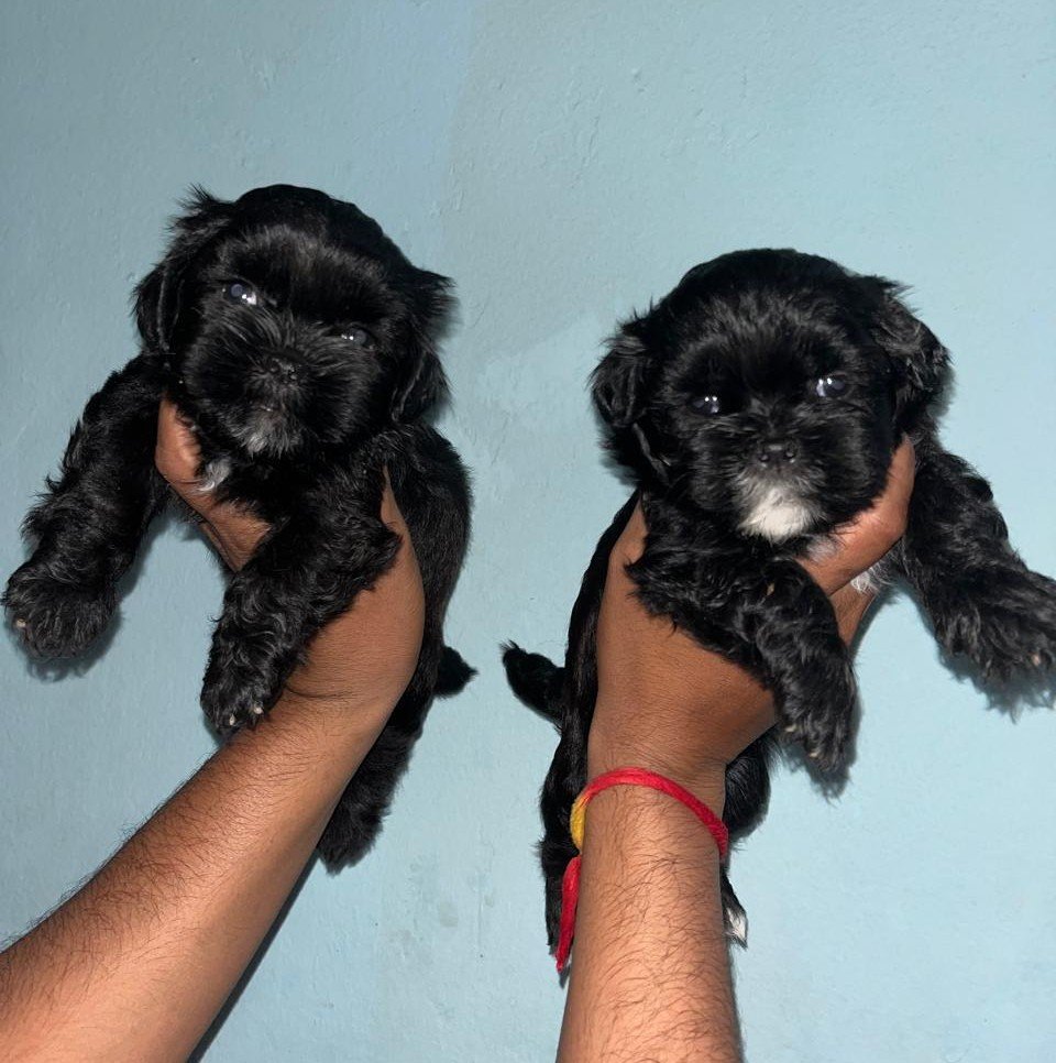 Lhasa Apso Price In Ahmedabad