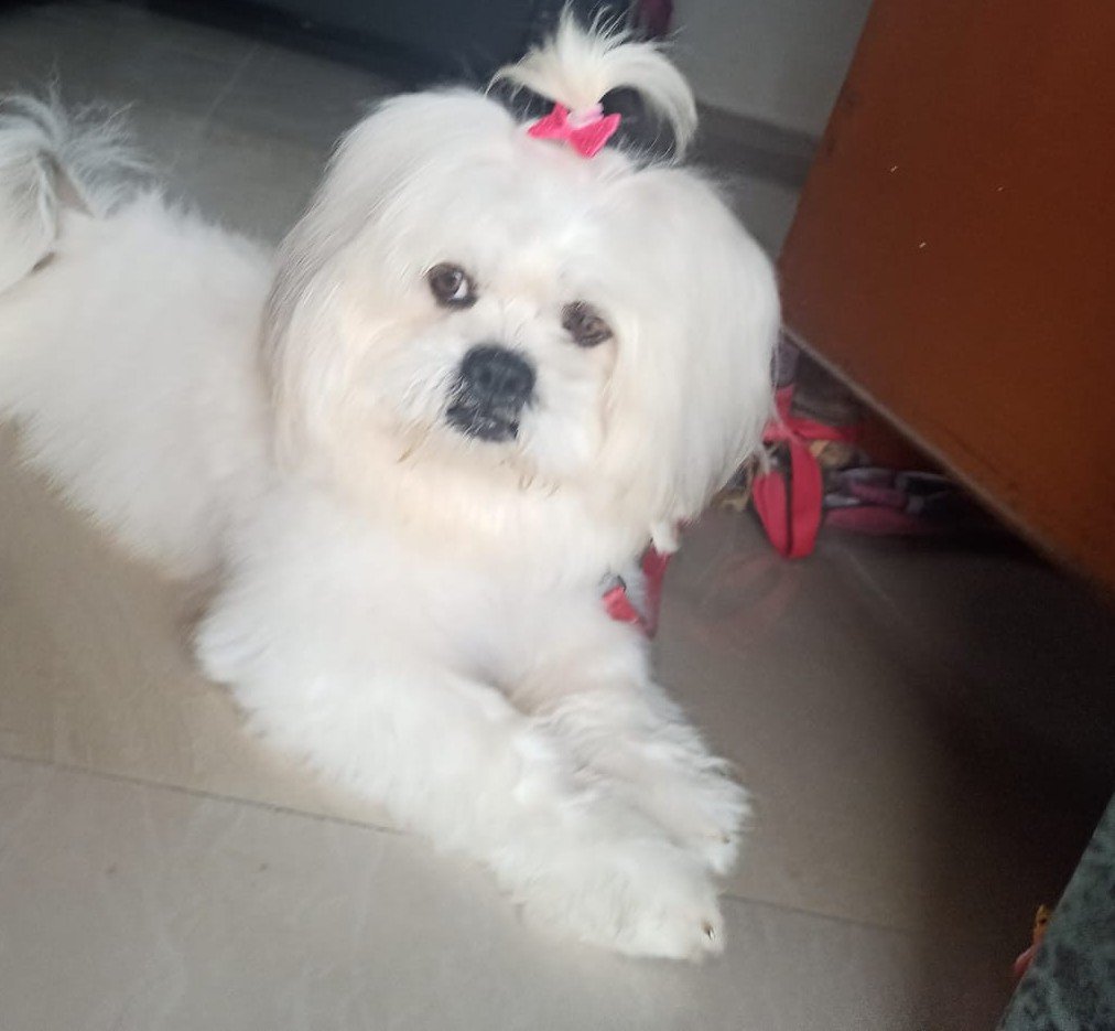 Lhasa Apso dog breeder in Ahmedabad