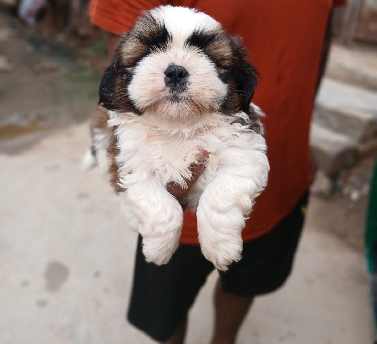 Lhasa Apso Female price in Ahmedabad