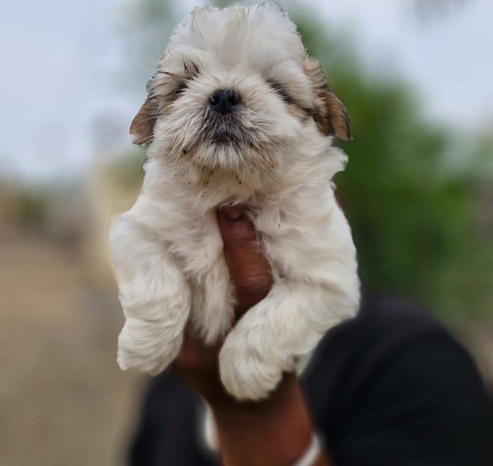 Lhasa Apso Male Price in Ahmedabad