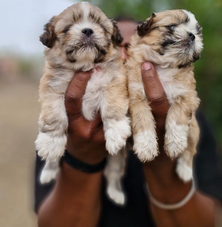 Pure Breed Lhasa Apso price in Ahmedabad
