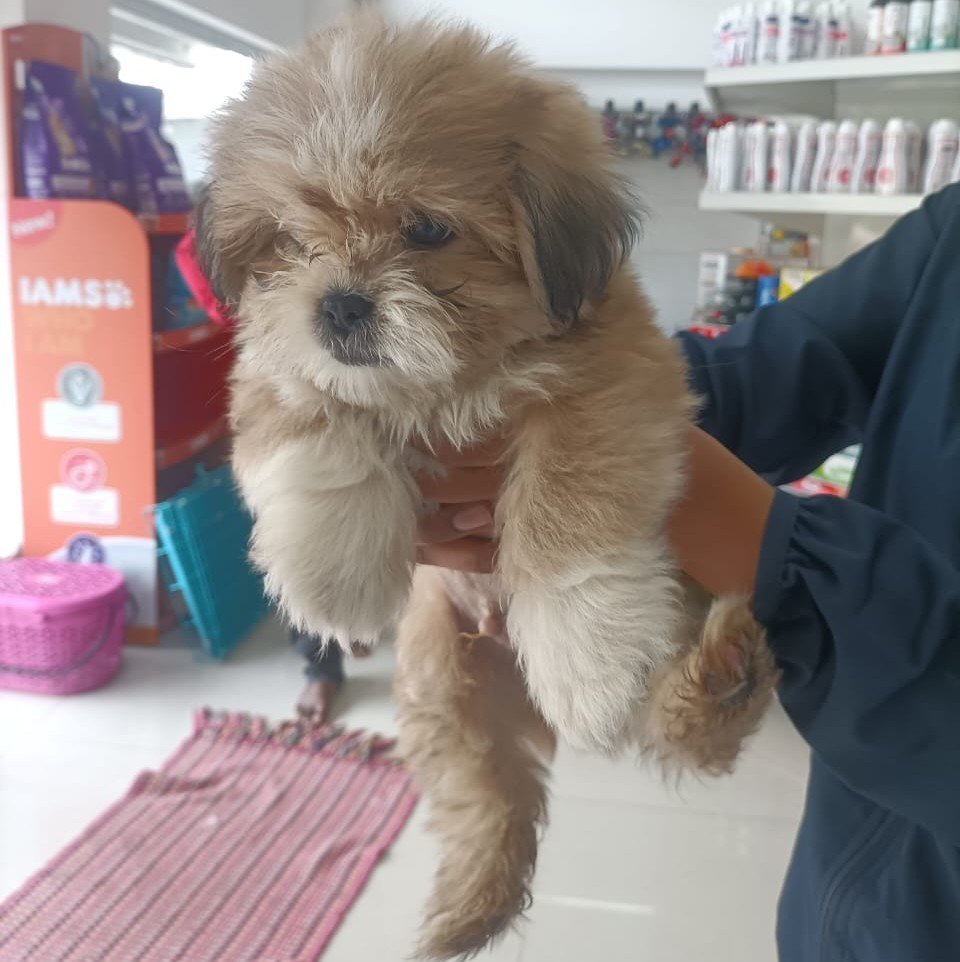 Lhasa Apso online price in Ahmedabad
