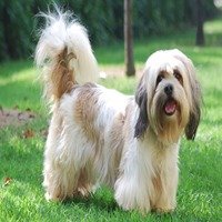 Lhasa Apso Price In Bangalore