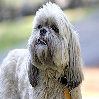 Lhasa Apso dog breeder in Bangalore