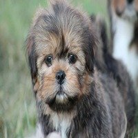 Lhasa Apso Female price in Bangalore