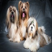 Lhasa Apso Male Price in Bangalore