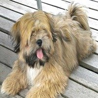 Lhasa Apso online price in Bangalore