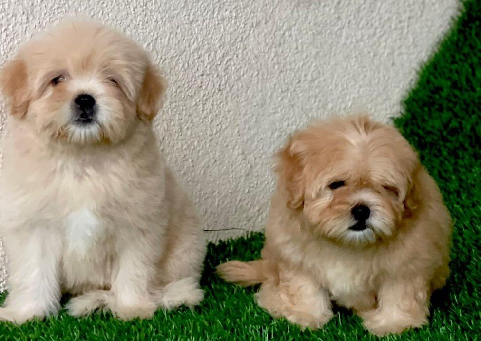 Lhasa Apso Female price in Bangalore