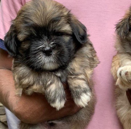 Lhasa Apso Price In Chennai
