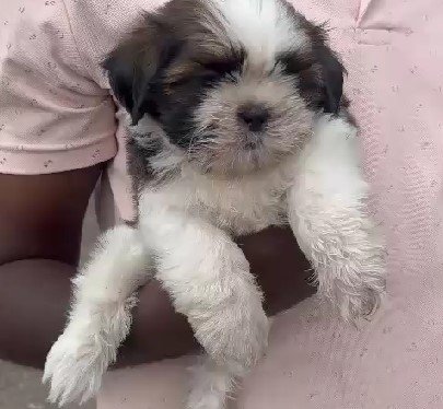 Lhasa Apso dog breeder in Chennai