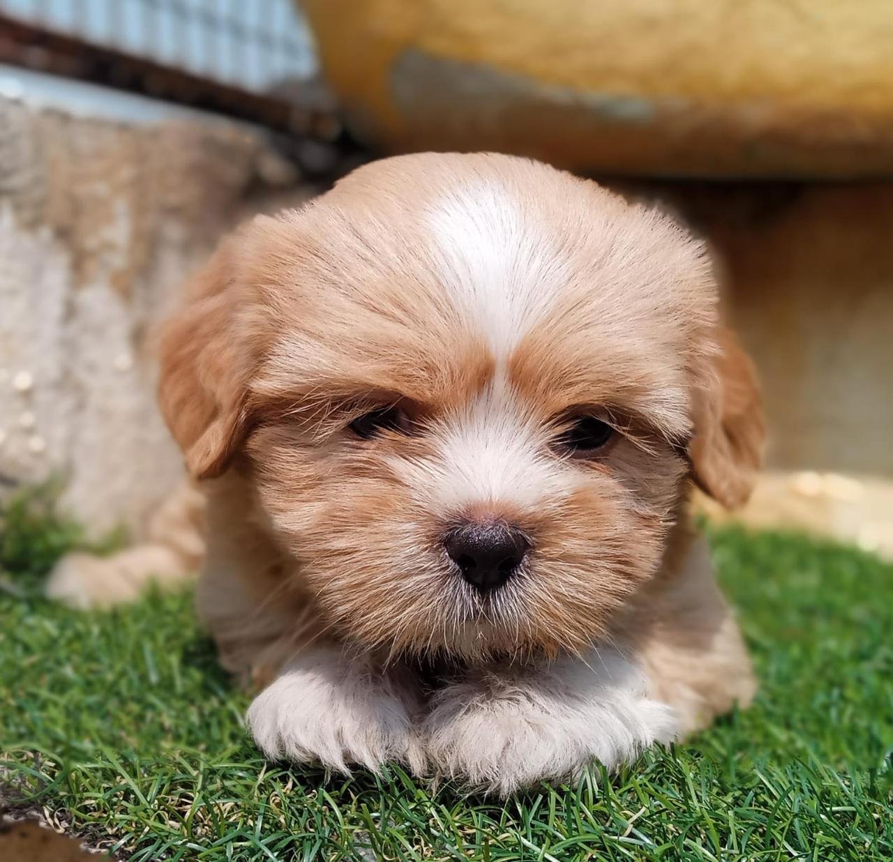 Lhasa Apso Female price in Chennai