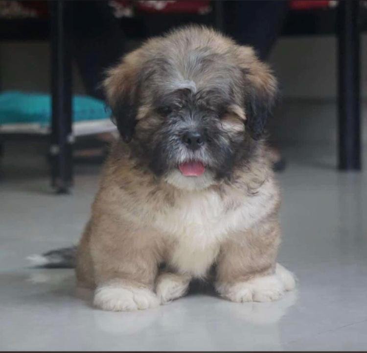 Lhasa Apso Male Price in Chennai