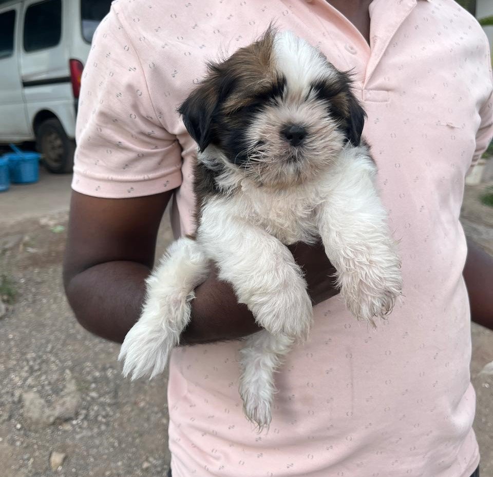 Pure Breed Lhasa Apso price in Chennai