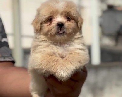 Lhasa Apso Male Price in Hyderabad