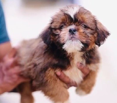 Lhasa Apso dog breeder in Hyderabad