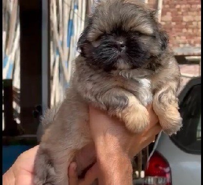 Lhasa Apso price in india