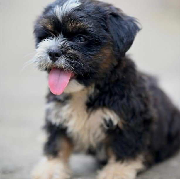 Lhasa Apso female price in india