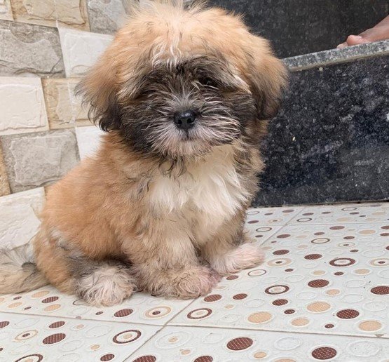 Lhasa Apso male price in india 