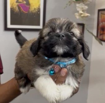 Lhasa Apso dog breeder in india