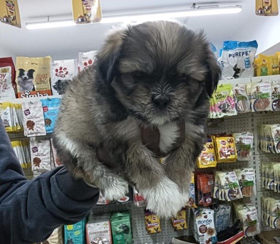 Lhasa Apso price in india