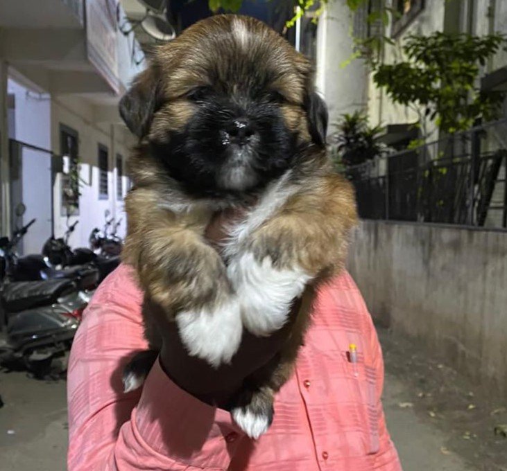 Lhasa Apso Price In Kolkata