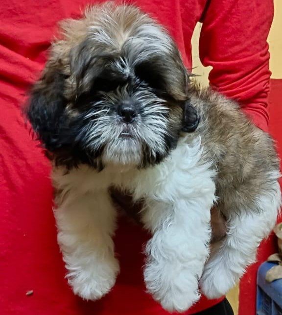 Lhasa Apso dog breeder in Kolkata