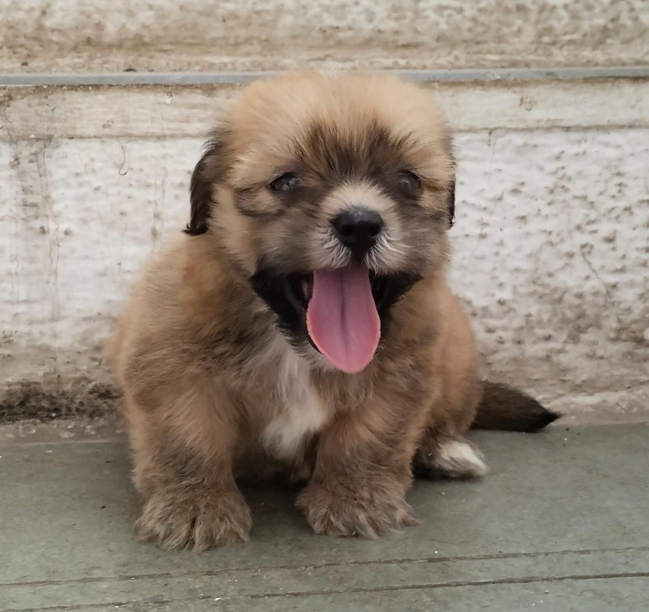 Lhasa Apso Female price in Kolkata