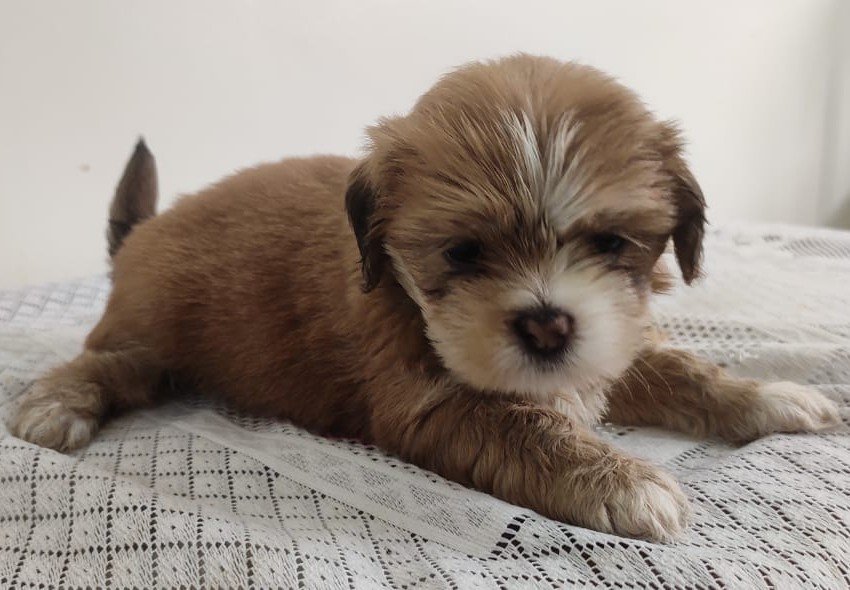 Lhasa Apso Male Price in Kolkata