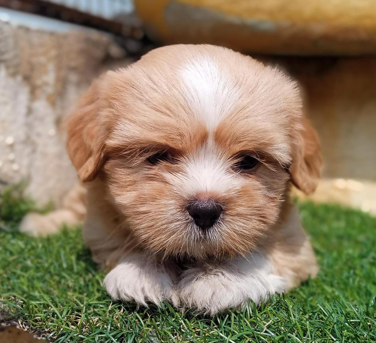 Pure Breed Lhasa Apso price in Kolkata