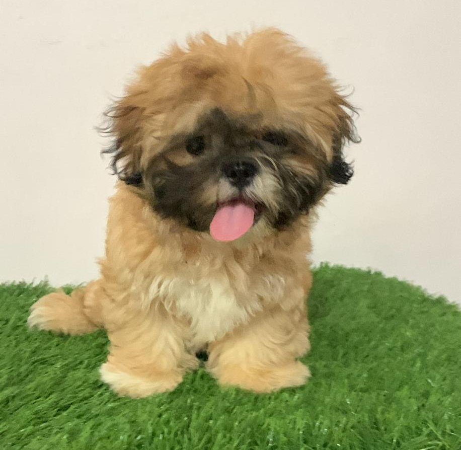Lhasa Apso online price in Kolkata