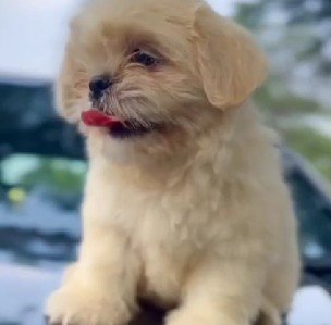 Lhasa apso dog breeder price in mumbai