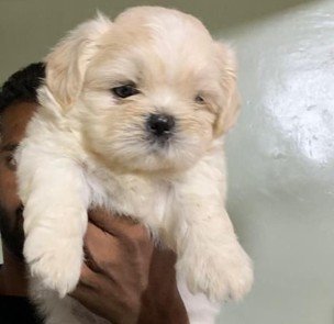 Lhasa apso price in mumbai
