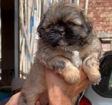 pure breed Lhasa apso price in mumbai