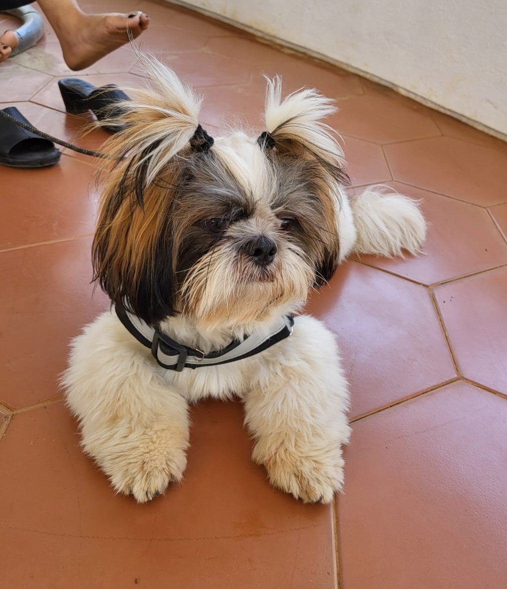 Lhasa apso price in pune