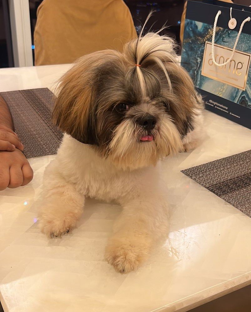 Lhasa apso male price in pune