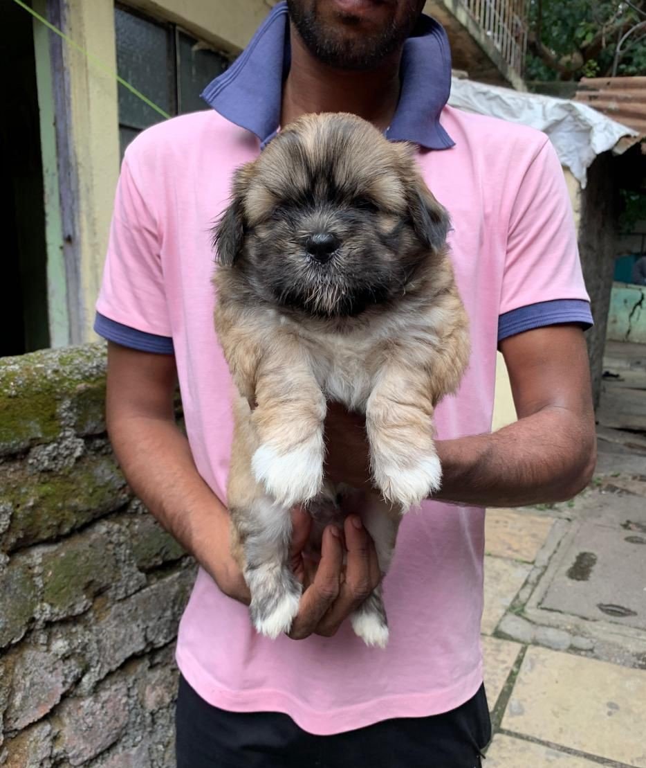 Lhasa apso female price in pune