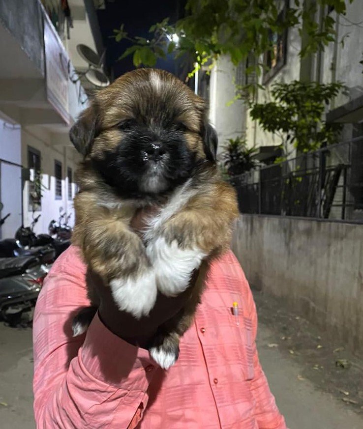 Lhasa apso puppies price in pune