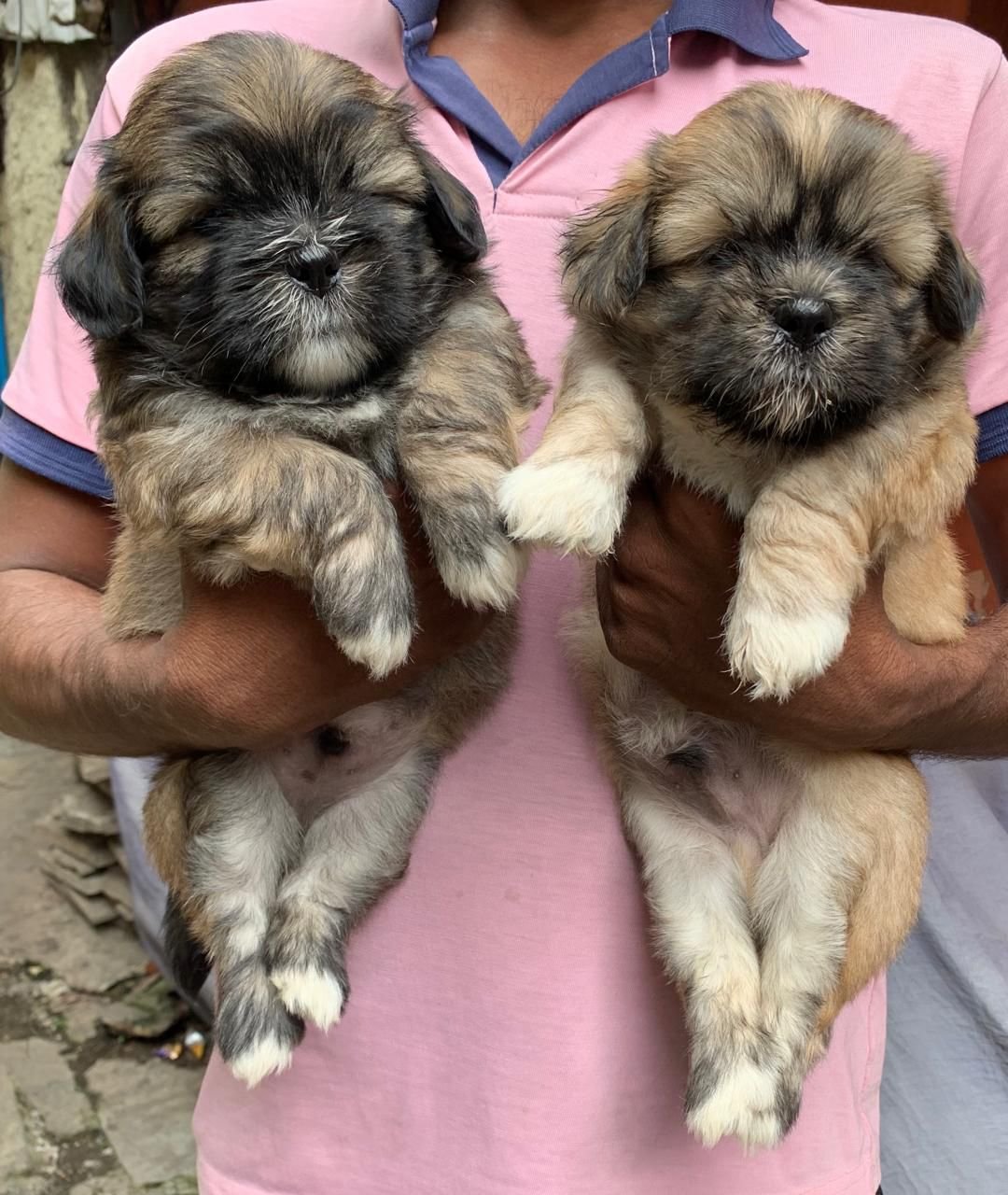 Lhasa apso dog breeder in pune