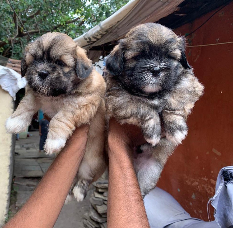 Lhasa apso price in pune