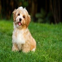 Lhasa Apso dog breeder in Vizag