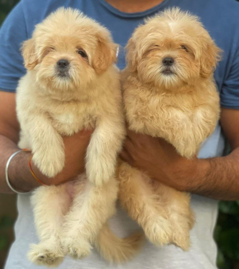 Lhasa Apso Female price in Vizag