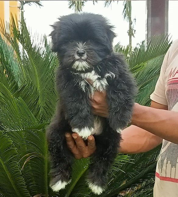 Pure Breed Lhasa Apso price in Vizag