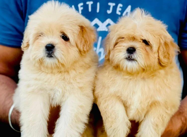 Lhasa Apso online price in Vizag